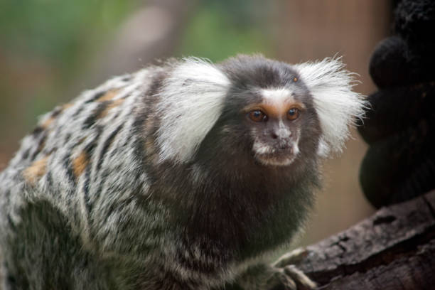 istock this is a close up of a marmoset 1394513120