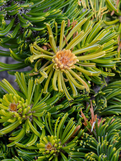 primer plano de nuevas agujas gran cuenca cerdascone pino, pinus longaeva - bristlecone pine fotografías e imágenes de stock