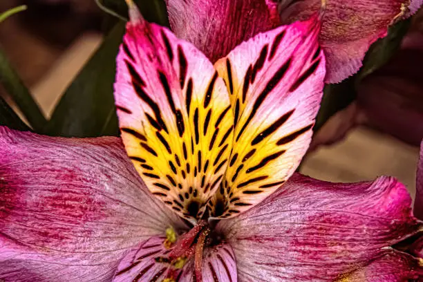 A vibrant colored lily in macro view showing their beautiful colors