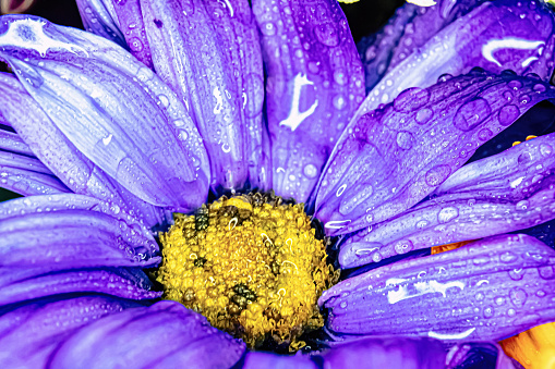 A macro view of a blue water covered daisy
