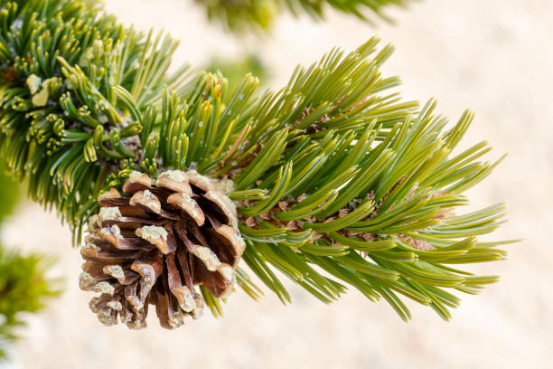 그레이트 분지 브리스틀콘 소나무, pinus longaeva, 원뿔과 가지의 클로즈업 - bristlecone pine 뉴스 사진 이미지