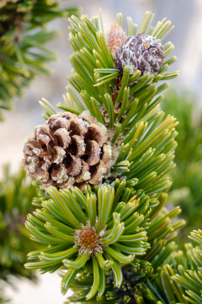 istock close up of Great Basin bristlecone pine, Pinus longaeva, cones 1394517197