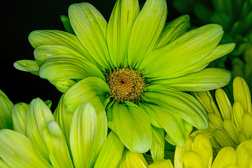 The center of this daisy is golden colored with a bright green color around it