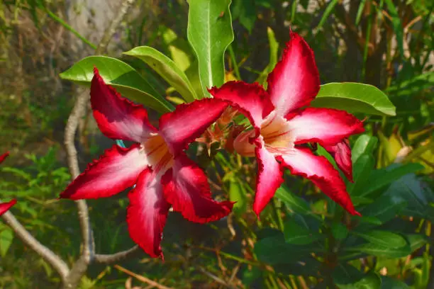 Azalea Blossoms, Mueang Phrae District, Northwest Thailand, Desert Rose, Rhododendron Genus, two red Blossoms, yellow Chalice with red Stripes, grows wild, popular Garden Plant, Attraction, Point of Interest