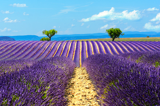 Landscape and lavender field, France