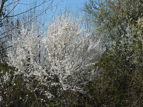 Blooming wild pear, or Pyrus spinosa, tree with white flowers