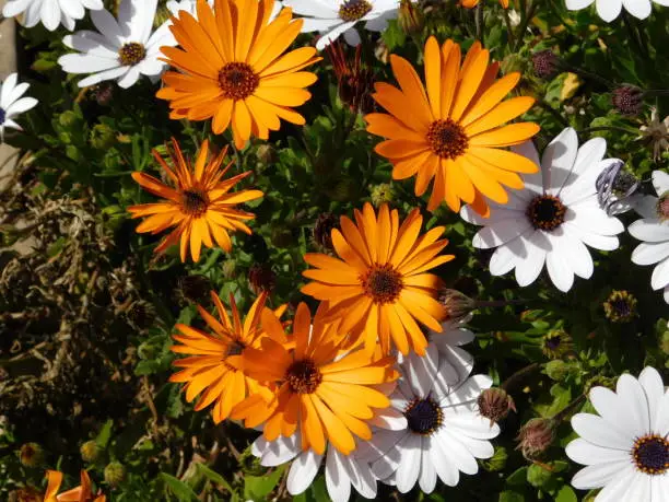 Dimorphotheca, or Osteospermum ecklonis, white and orange daisy flowers