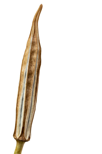 istock Dry okra (Abelmoschus esculentus) seed pod  isolated on white. 1394522554
