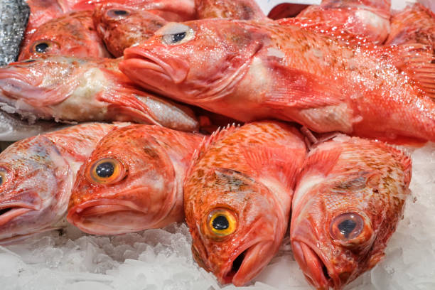 Red scorpionfish for sale at a market Red scorpionfish for sale at a market in Barcelona, Spain red scorpionfish photos stock pictures, royalty-free photos & images