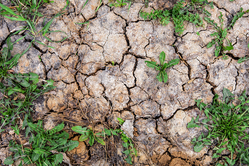 The texture of dry cracked earth with grass sprouts. Drought and environmental problems