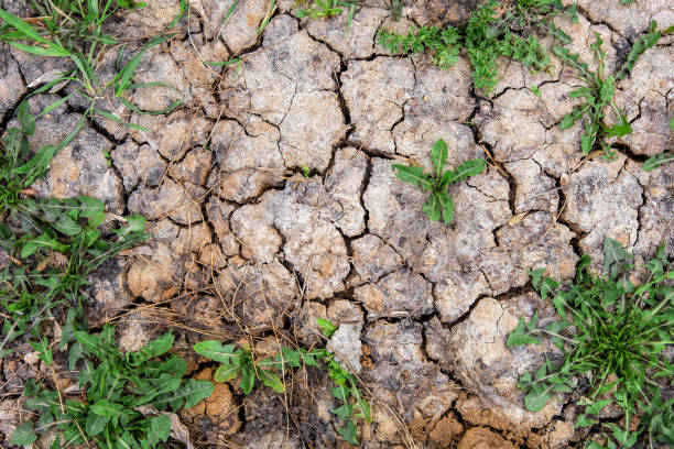 a textura da terra rachada seca com brotos de grama - dirt eroded nature abstract nature - fotografias e filmes do acervo