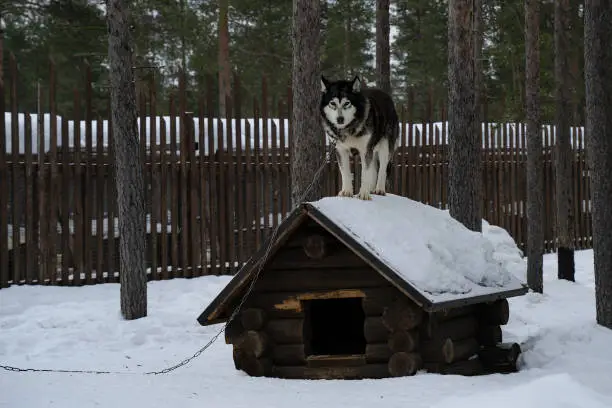 An alaskan husky on top of a wooden doghouse on a snowy winter day.