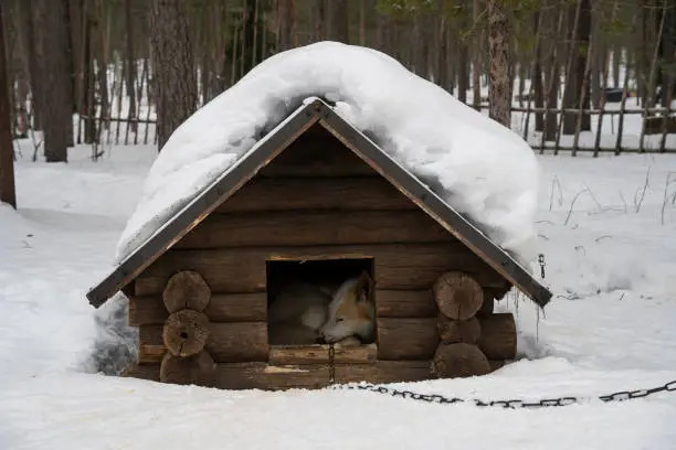 A dog asleep in a wooden doghouse in a snowy fir forest.