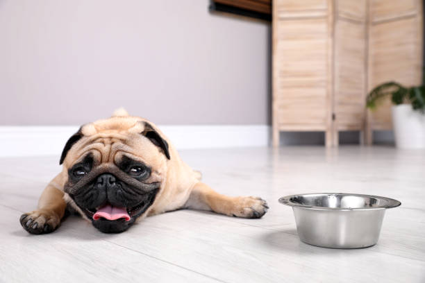 Cute pug dog suffering from heat stroke near bowl of water on floor at home Cute pug dog suffering from heat stroke near bowl of water on floor at home overheated stock pictures, royalty-free photos & images