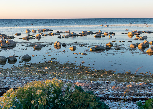 summer sunset landscape with sea cabbage, Crambe maritima, which grows on the coast of the Estonian island of Saaremaa, Cape Undva, Tagamoisa peninsula