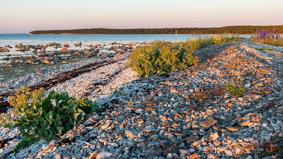 summer sunset landscape with sea cabbage, Crambe maritima, which grows on the coast of the Estonian island of Saaremaa, Cape Undva, Tagamoisa peninsula
