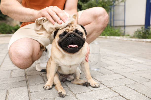 飼い主は暑い日に路上で彼のパグ犬を助け、クローズアップ。熱中症予防 - hot dog 写真 ストックフォトと画像