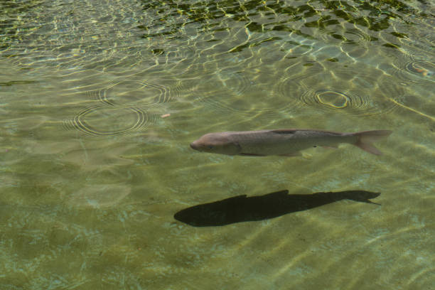 large carp swimming in crystal clear water reflecting their shadow on the bottom of the water , Shadow overlay