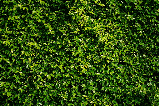 istock Green leaf wall background. 1394532585