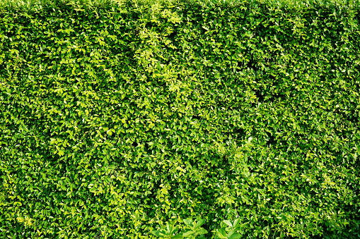 Green leaf tree wall background