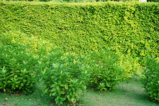 green grass and hedge background