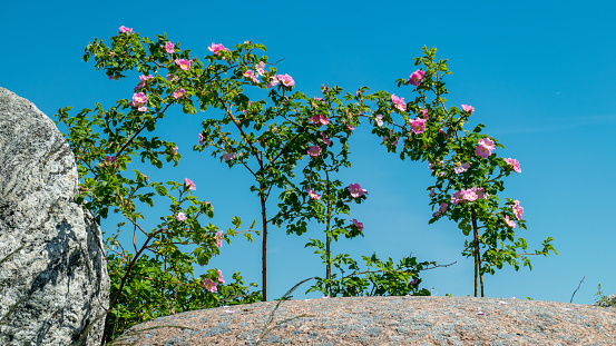 beautiful summer landscape with boulders on the side of the road and a pink rose bush