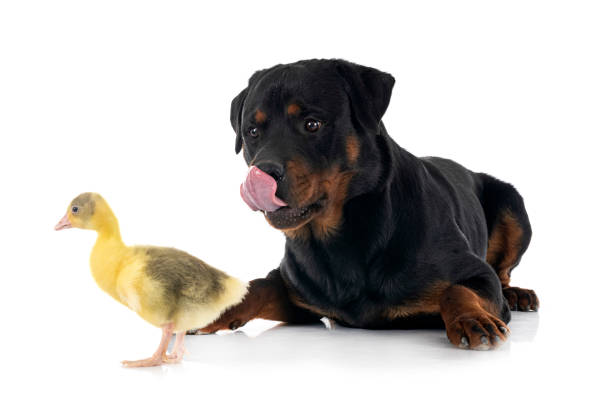 istock rottweiler and gosling 1394534206