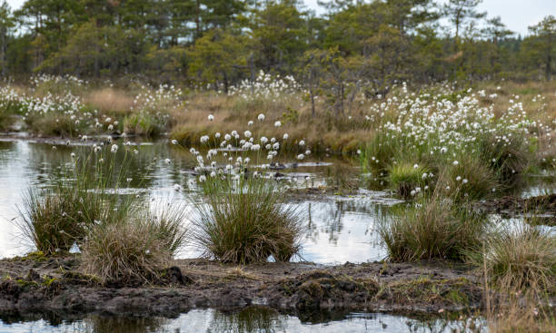 болотный ландшафт с пушистым зайцем"u2019s-хвост хлопковая трава на переднем плане, болотная растительность, характерные виды в растительных  - cotton grass стоковые фото и изображения