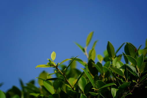 Close-up Fresh Green Leaves on sky background