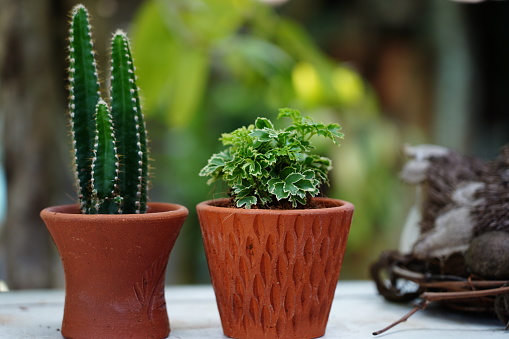 Outdoor Cactus In Small Pots