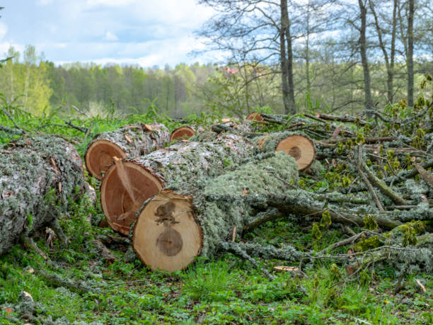 istock old large log, big restricted tree was cutting by human in the pass in park 1394536395