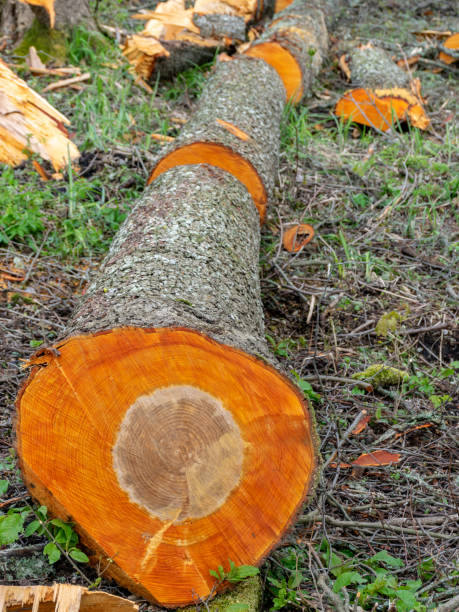 istock cut wood tree section with cracks and annual rings, flat wooden surface with annual rings, natural organic texture with cracked and rough surface. 1394536451