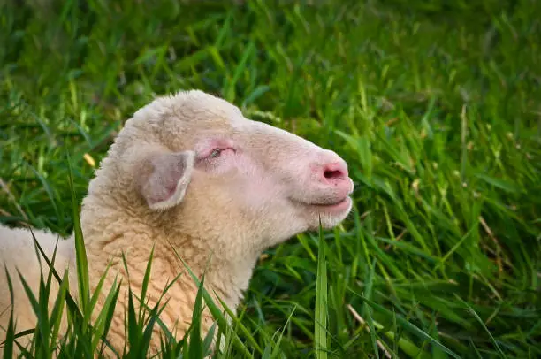 Photo of Closeup portrait of very cute, flurry wooly white lambs in the green grass
