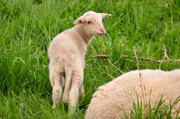Closeup portrait of very cute, flurry wooly white lambs in the green grass stock photo