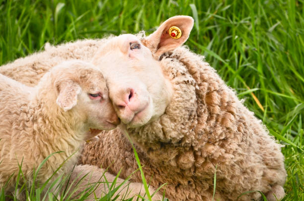 close-up retrato de cordeiros brancos muito bonitos, lanosos wooly na grama verde - sheep lamb wool animal head - fotografias e filmes do acervo