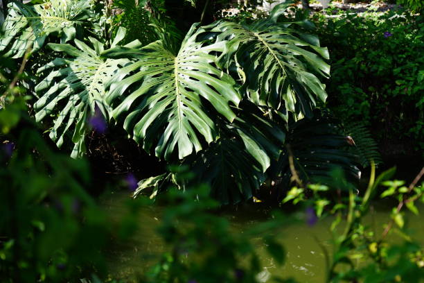 istock Lush foliage monstera in nature 1394539191