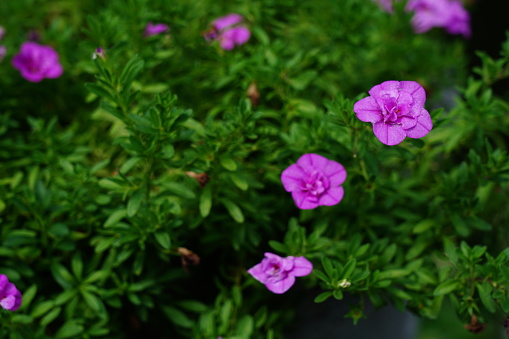 Violet flower of phlox (Phlox douglasii) plant, isolated on a white background. High resolution photo. Full depth of field