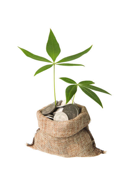 istock Plant Growing In Savings Coins 1394540760