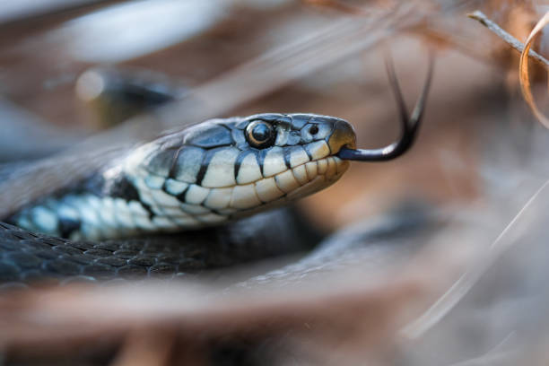 serpente che si nasconde tra gli arbusti - snake foto e immagini stock