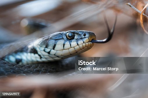 4,900+ Grey Snake Stock Photos, Pictures & Royalty-Free Images - iStock