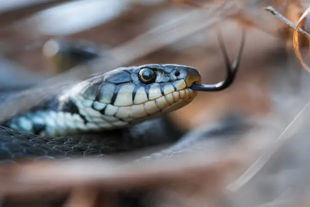 A close-up of an endangered snake with her tongue sticking out.