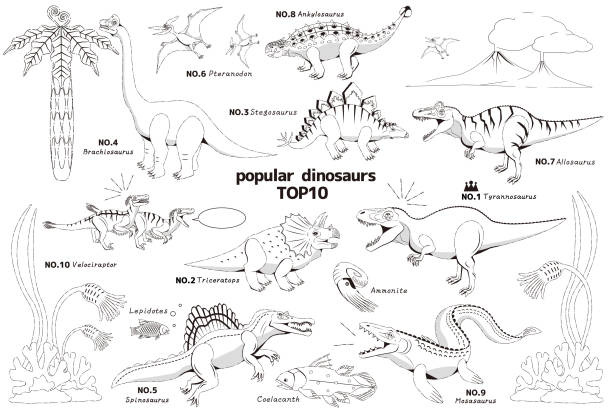 линейные рисунки популярных юрских и меловых динозавров - морская лилия stock illustrations