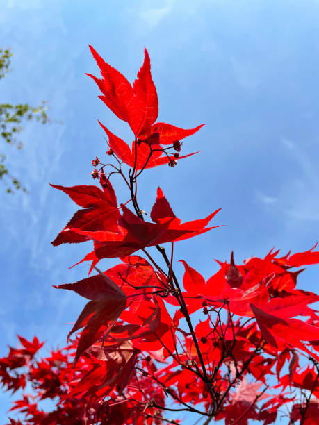 istock Image of branch of Japanese maple (Acer Palmatum) tree, leaf structure isolated against sunny blue sky, red Spring leaf colour, focus on foreground 1394542884