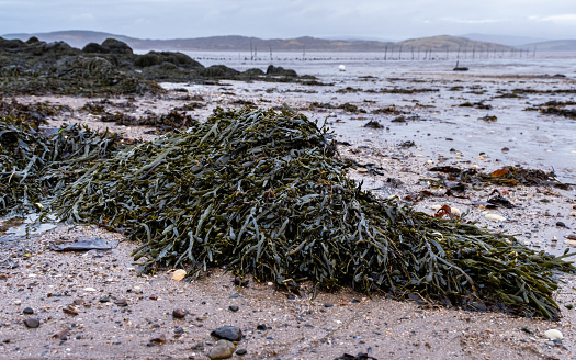 Clumps of seaweed and kelp on rocks at low tide at Balcary Bay, Scotland