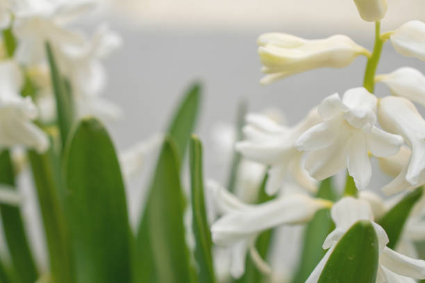 Hyacinthus orientalis flower on an abstract background. White (Carnegie) hyacinth. Hello Spring.