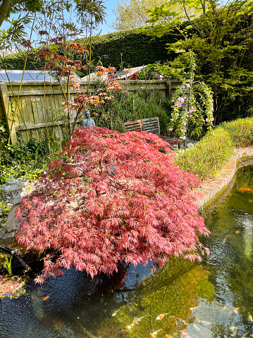 Stock photo showing elevated view of koi carp and shubunkin goldfish swimming under the overhanging branches of a dissected red Japanese maple (Acer palmatum atropurpureum).