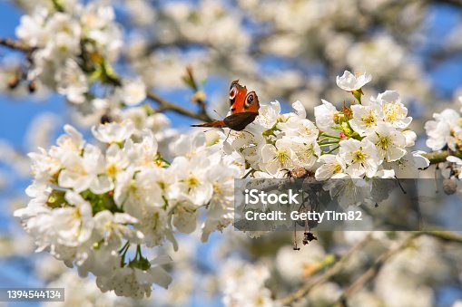 istock A peacock butterfly, Aglais io, on Flowers of the cherry blossoms on a spring day 1394544134
