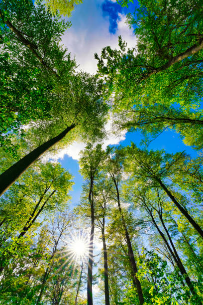 istock a view up into the trees direction sky with a beautiful sun star 1394544728