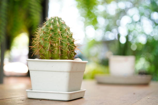 Cactus In Small white Pot Outdoor Cactus In Small white Pot small Cactus stock pictures, royalty-free photos & images