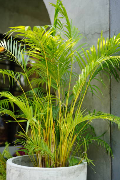 istock Dypsis lutescens in a pot on white background 1394546037